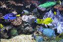aquarium gestaltung
