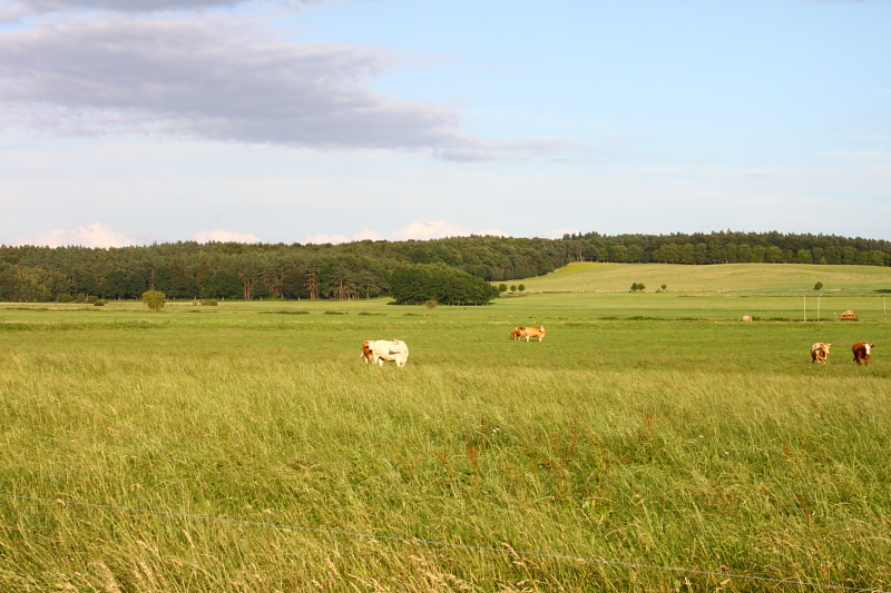 Kühe auf der Weide 
