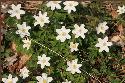 fruehling blumen