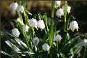 fruehling blumen