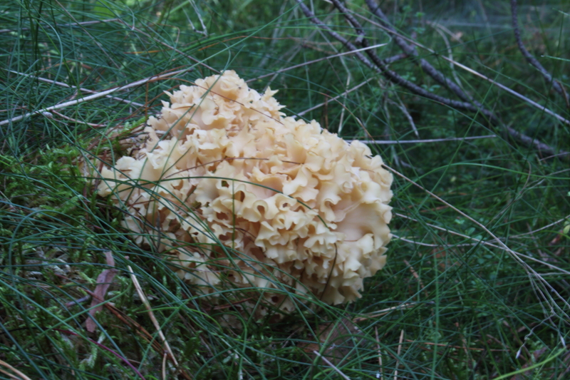 Pilze in Mecklenburg - Pilze sammeln in Mecklenburg - Essbare und giftige Pilze