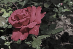 Rote Rosen Valentin Muttertag Frauentag