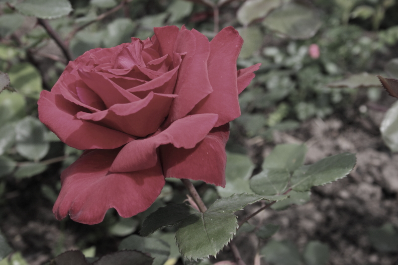Rote Rosen Valentin Muttertag Frauentag