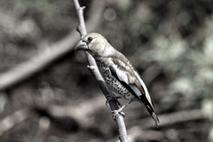 Vögel Waldvögel Naturfotografie