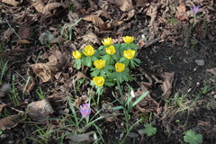 Winterling (Eranthis hyemalis): Gelbe Frühlingsblüher. Februar Frühlingsanfang im Garten.