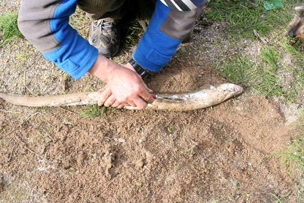 Killikus&reg; Fotographie