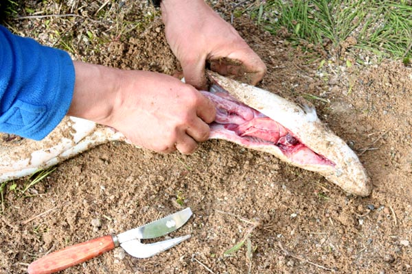 Killikus&reg; Fotographie