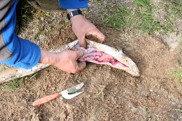 Killikus&reg; Fotographie