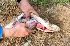 Killikus&reg; Fotographie