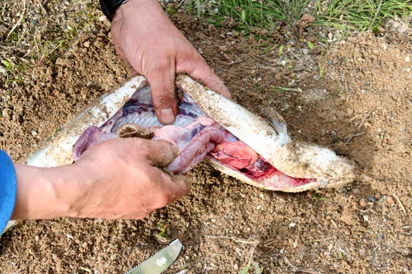 Killikus&reg; Fotographie