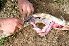 Killikus&reg; Fotographie