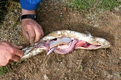 Killikus&reg; Fotographie