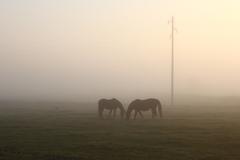 Killikus&reg; Fotographie