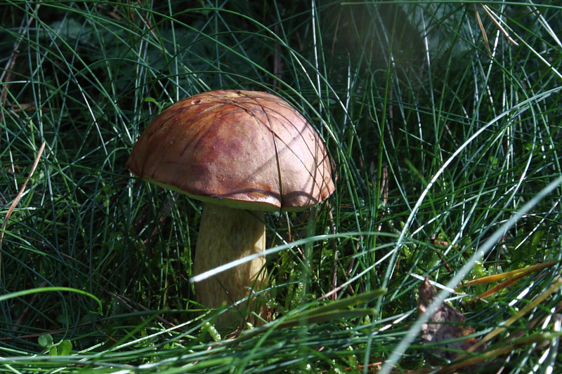 Killikus&reg; Fotographie