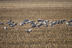 Killikus&reg; Fotographie