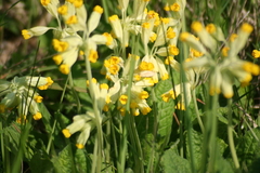 Killikus&reg; Fotographie