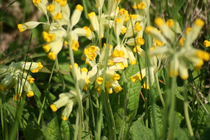 Killikus® Fotographie Killikus® Fotographie