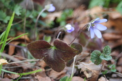 Killikus&reg; Fotographie