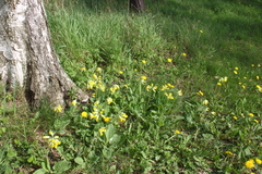 Killikus&reg; Fotographie