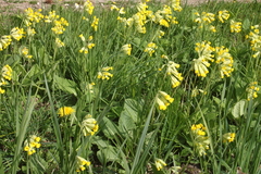 Killikus&reg; Fotographie