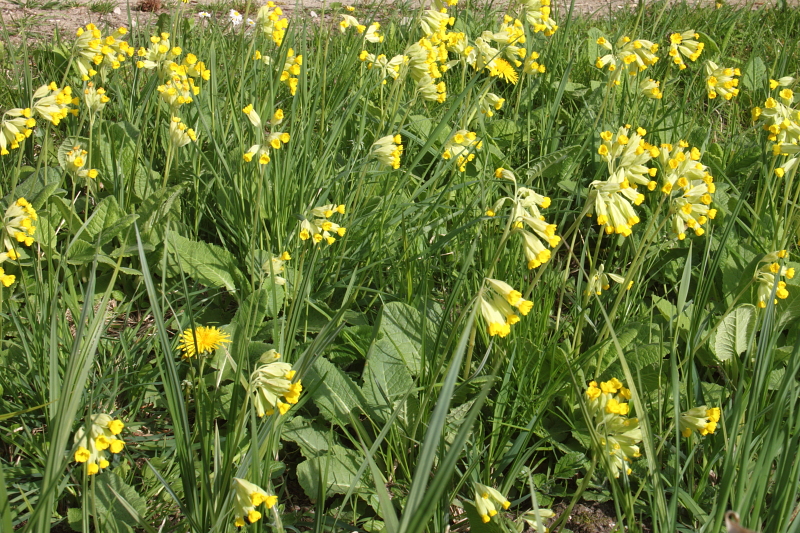 Killikus® Fotographie Killikus® Fotographie