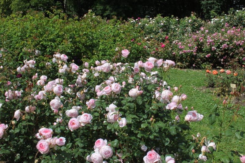 Killikus&reg; Fotographie