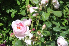 Killikus&reg; Fotographie