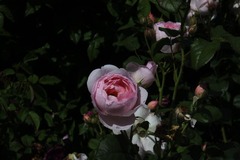 Killikus&reg; Fotographie