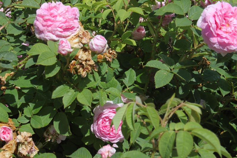 Killikus&reg; Fotographie