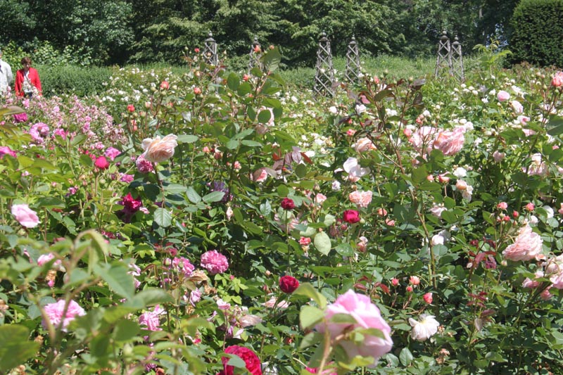 Killikus&reg; Fotographie