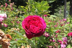 Killikus&reg; Fotographie