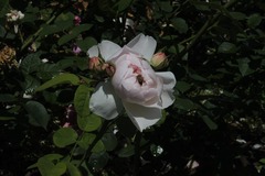 Killikus&reg; Fotographie