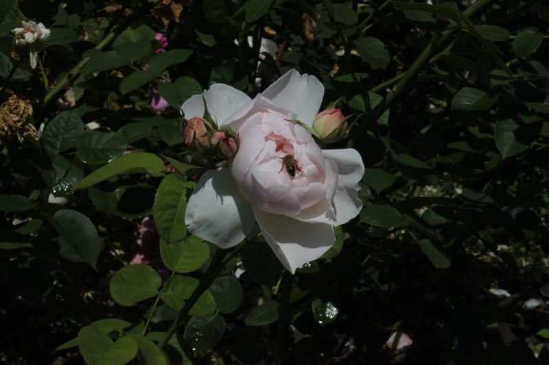 Killikus&reg; Fotographie