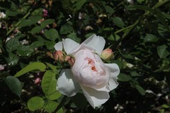 Killikus&reg; Fotographie