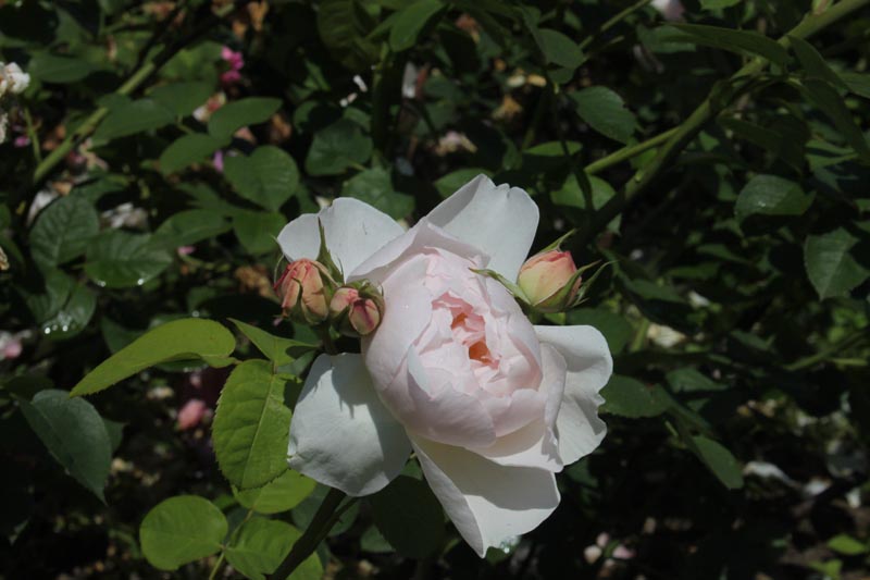 Killikus&reg; Fotographie