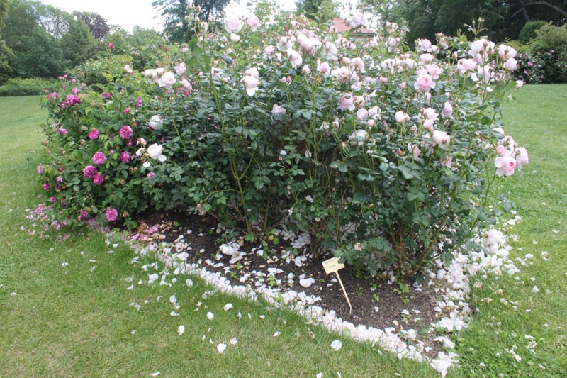 Killikus&reg; Fotographie