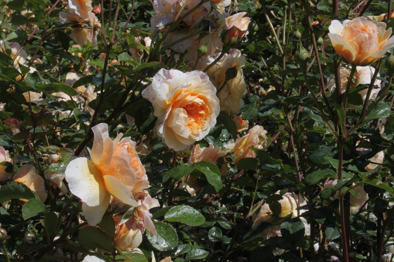 Killikus® Fotographie Killikus® Fotographie