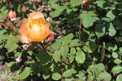 Killikus&reg; Fotographie