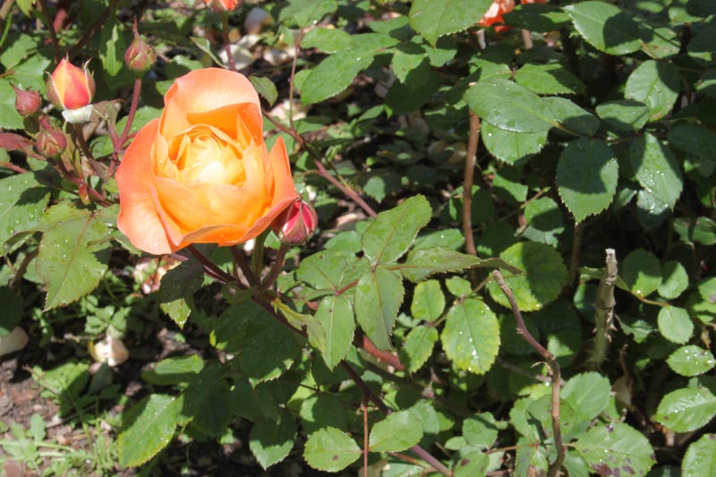 Killikus&reg; Fotographie