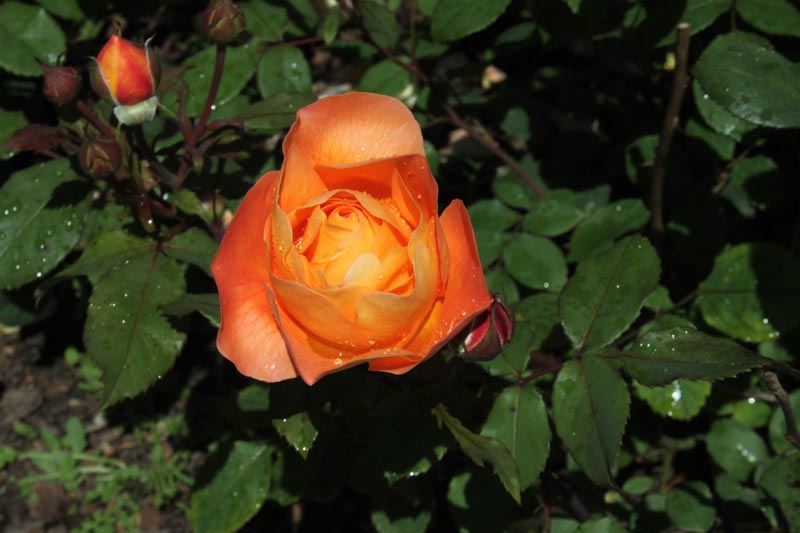 Killikus&reg; Fotographie