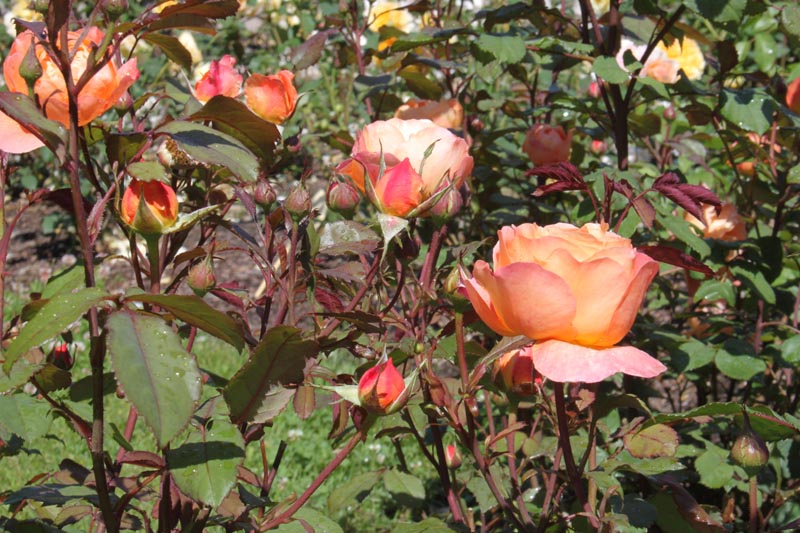 Killikus® Fotographie Killikus® Fotographie