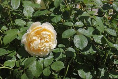 Killikus&reg; Fotographie