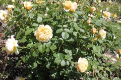 Killikus&reg; Fotographie