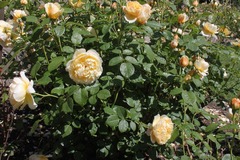 Killikus&reg; Fotographie