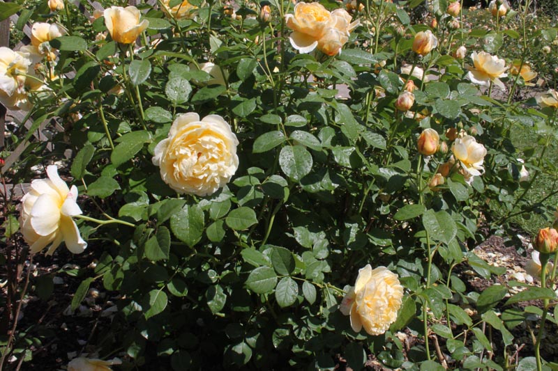 Killikus&reg; Fotographie