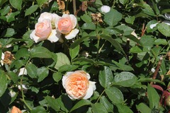 Killikus&reg; Fotographie