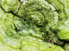 Killikus&reg; Fotographie