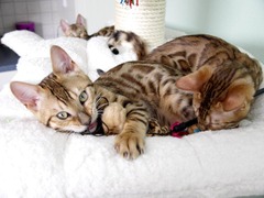 Killikus&reg; Fotographie