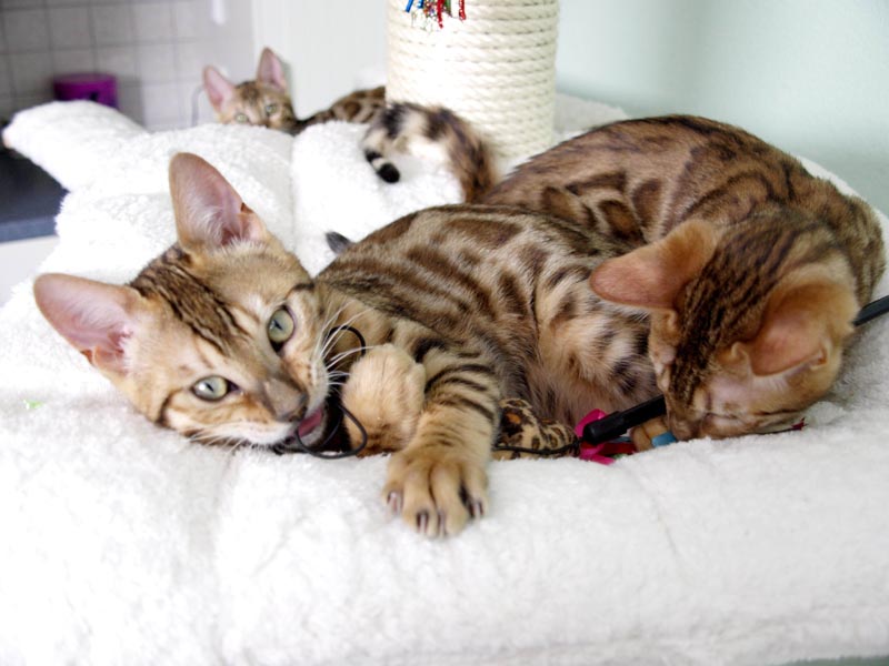 Killikus&reg; Fotographie