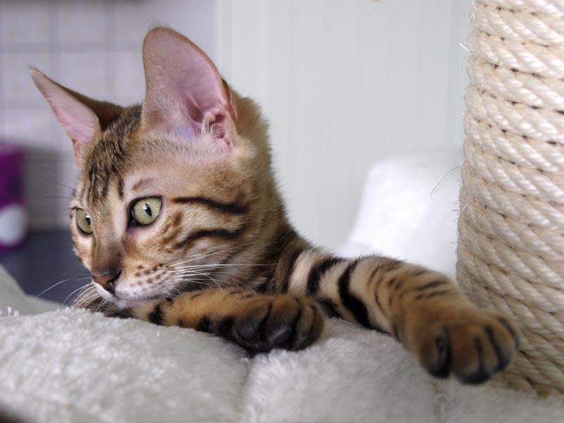 Killikus&reg; Fotographie